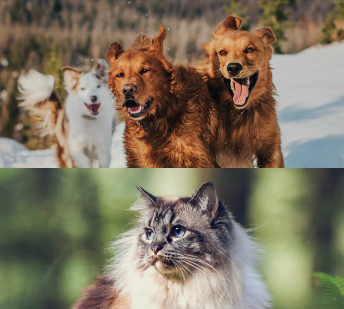 アカナ・オリジンが選ばれる4つの理由