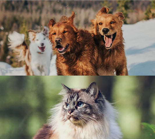 アカナ・オリジンが選ばれる4つの理由