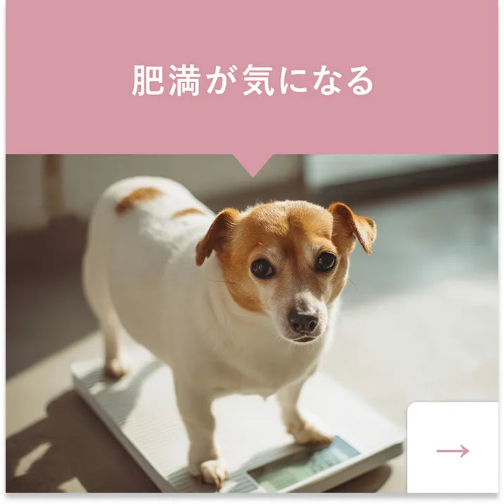 肥満が気になる