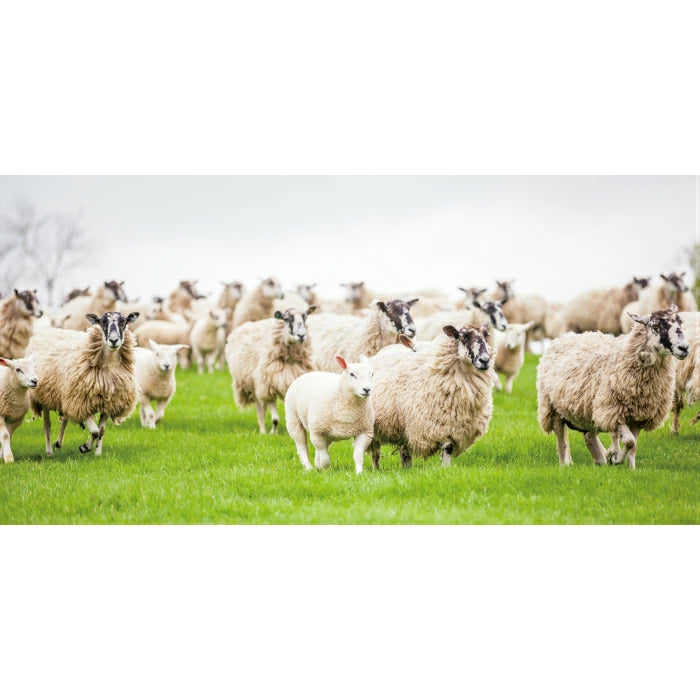 Kia Ora キアオラ ドッグフード ラム＆サーモン 450g