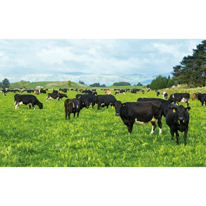 Kia Ora キアオラ キャットフード グラスフェッドビーフ＆レバー 300g