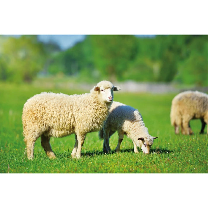 Kia Ora キアオラ キャットフード ラム＆レバー 2.7kg