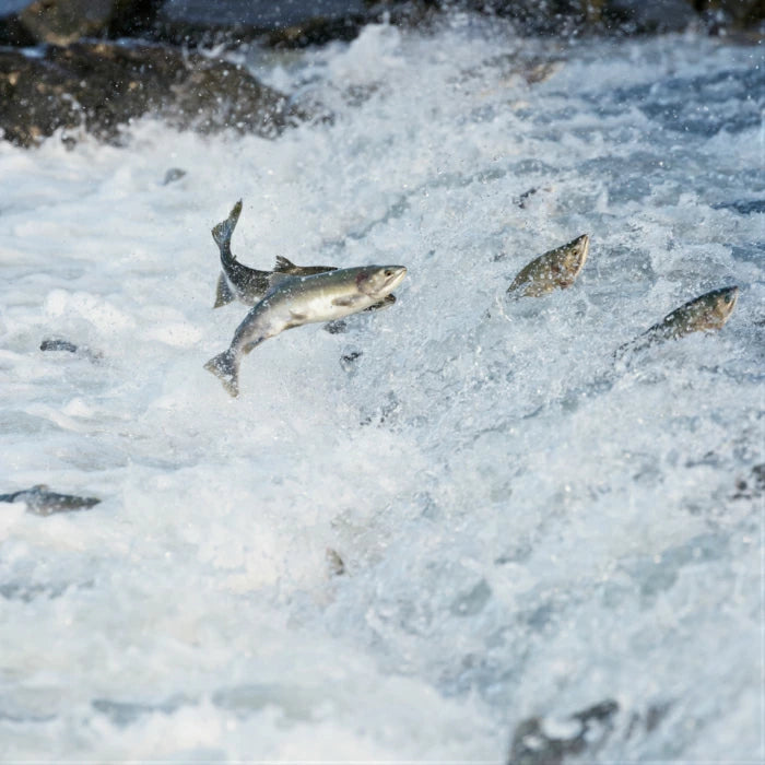 Kia Ora キアオラ ドッグフード グラスフェドビーフ＆サーモン 900g