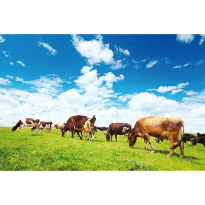 Kia Ora キアオラ ドッグフード グラスフェッドビーフ＆サーモン 2.7kg