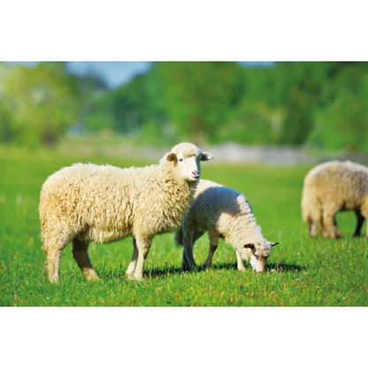 Kia Ora キアオラ ドッグフード ラム＆レバー 4.5kg