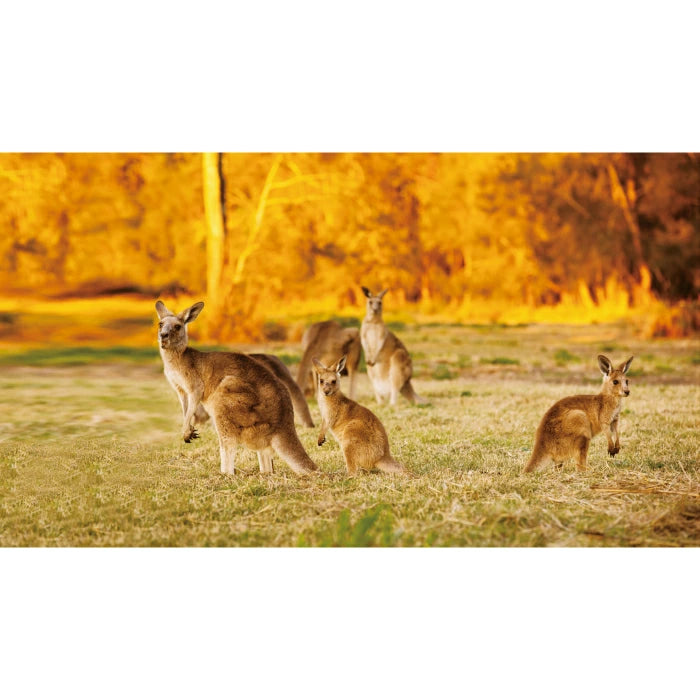 Kia Ora キアオラ ドッグフード カンガルー 800g