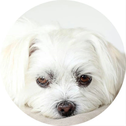 ネイチャーズプロテクション ホワイトドッグ ラム アダルト 1.5kg