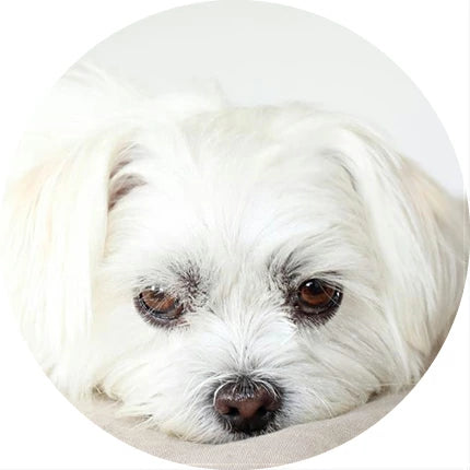 ネイチャーズプロテクション ホワイトドッグ ラム アダルト 1.5kg 2袋セット