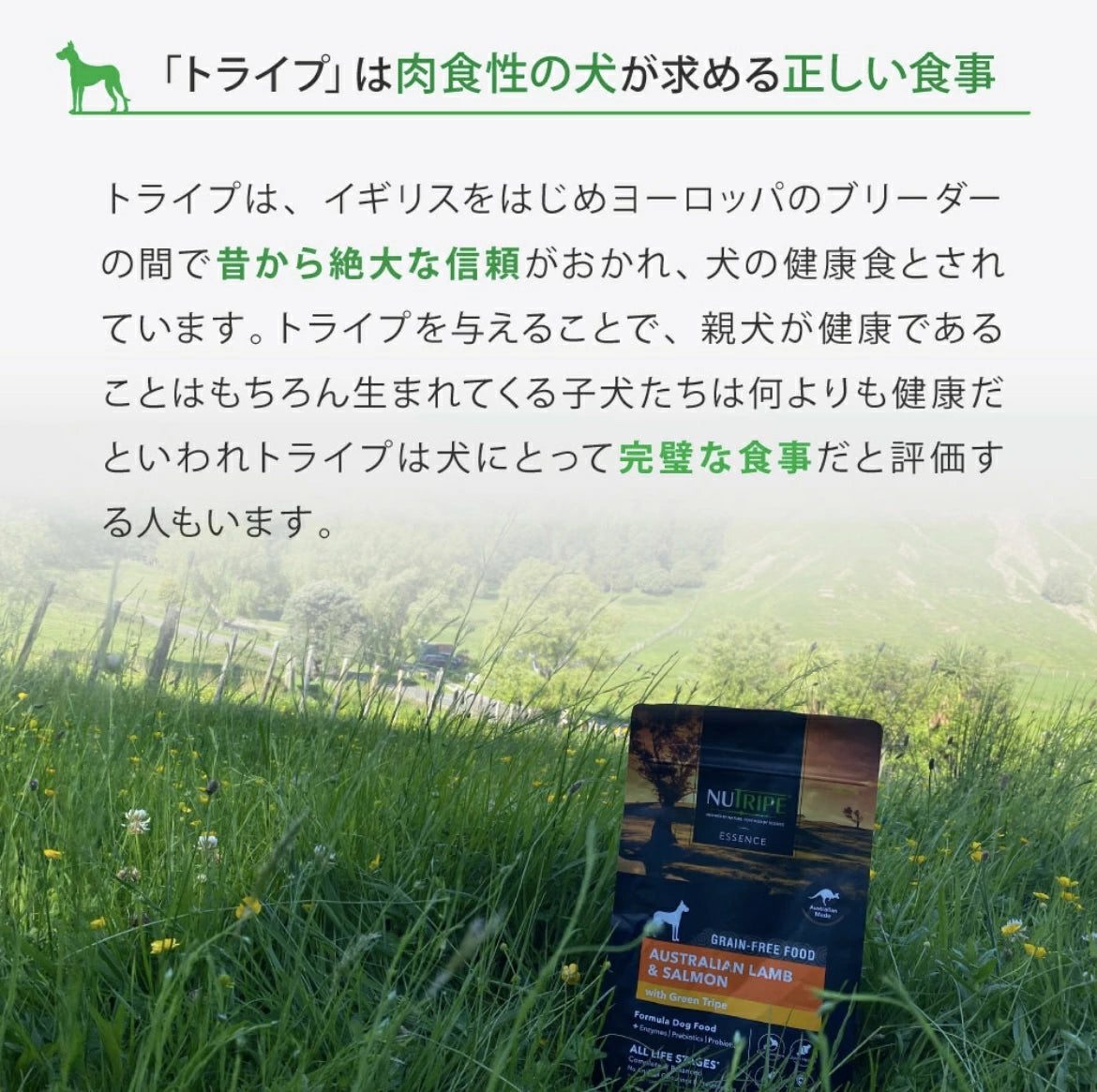 ニュートライプ ドックフード ドライ ラム＆サーモン＆グリーントライプ 200g