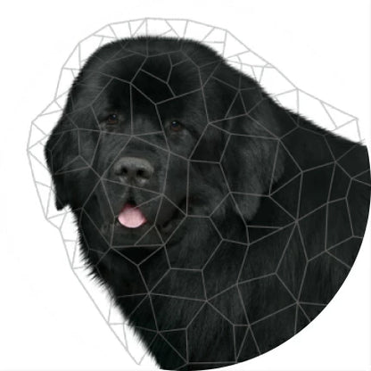 【送料無料】ネイチャーズプロテクション ダークコート 1.5kg 2袋セット ドッグフード