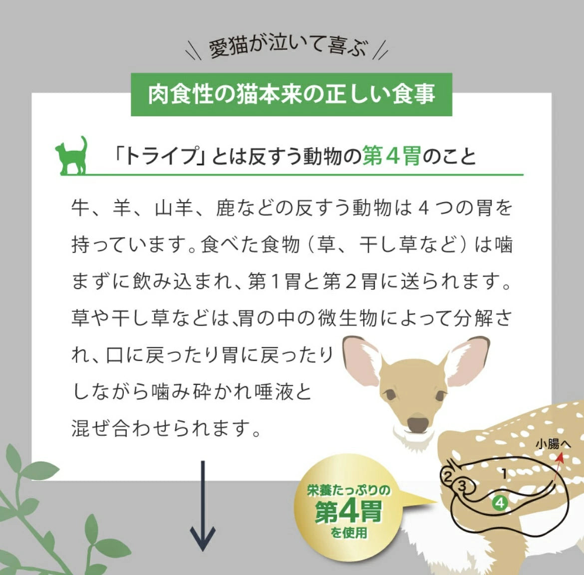 ニュートライプ キャットフード ドライ ビーフ＆チキン＆グリーントライプ 6kg