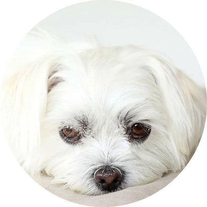 ホワイトドッグ ジュニア グレインフリー 1.5kg 2袋セット